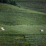 Domaine Mourguy D'hotes Chez Le Vigneron